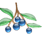 Blueberries Restaurant